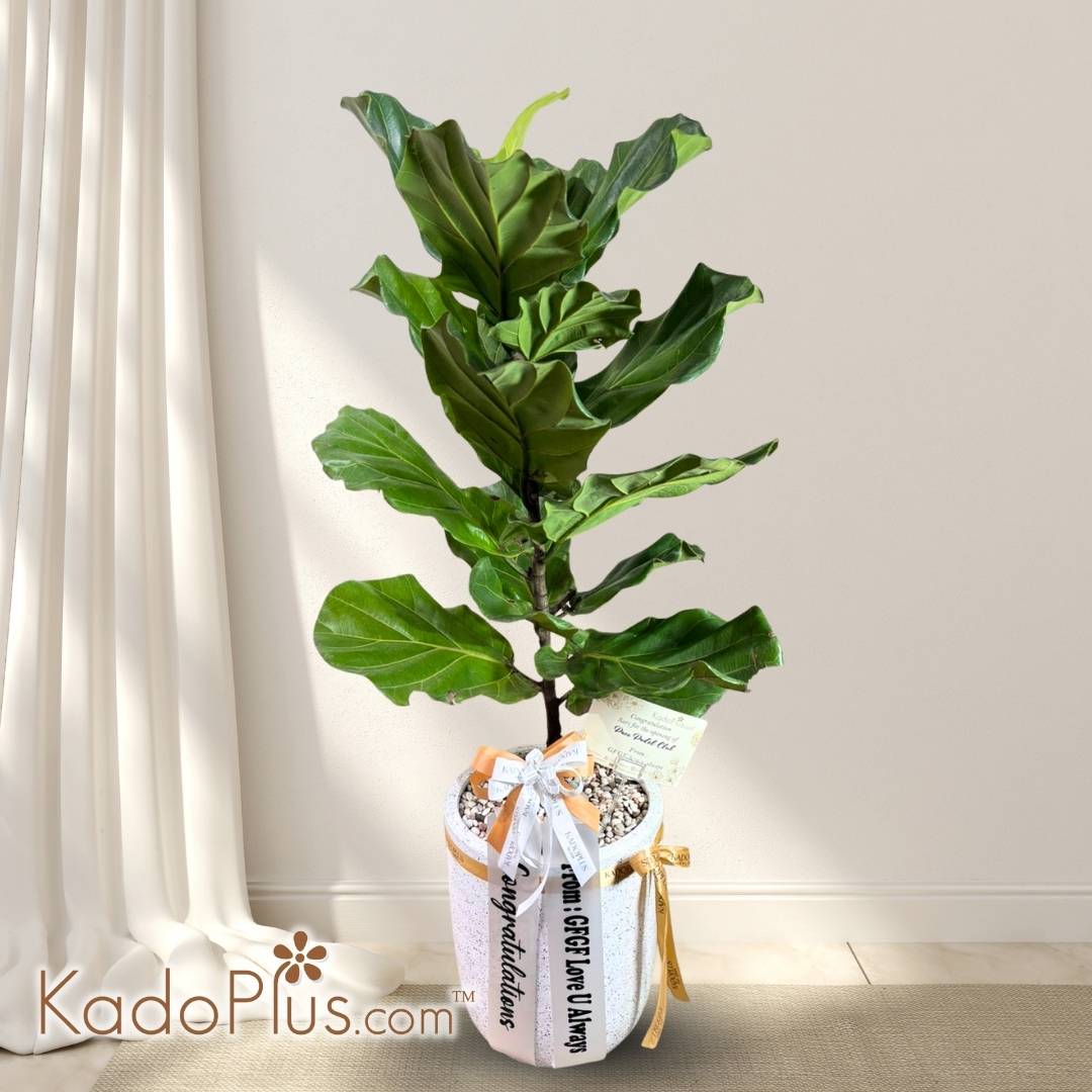 tanaman hias congratulations, congratulations gift, tanaman ucapan selamat